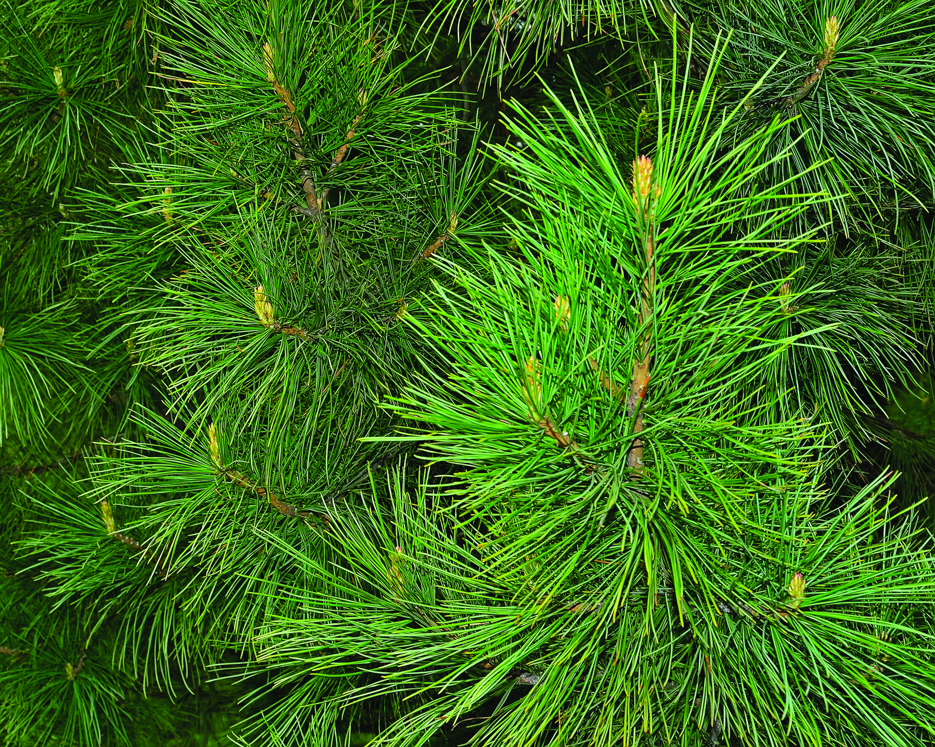 A wide range of renewable, bio-based materials are currently being used to create biopolymers, including pine needles.