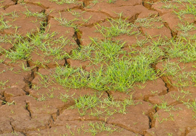 Pfw 12316 Greenpatchweb