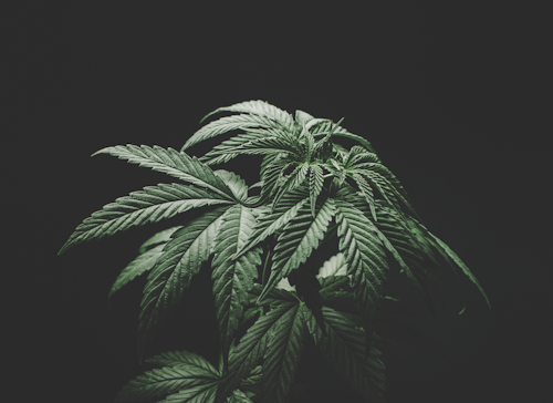 Cannabis Machines