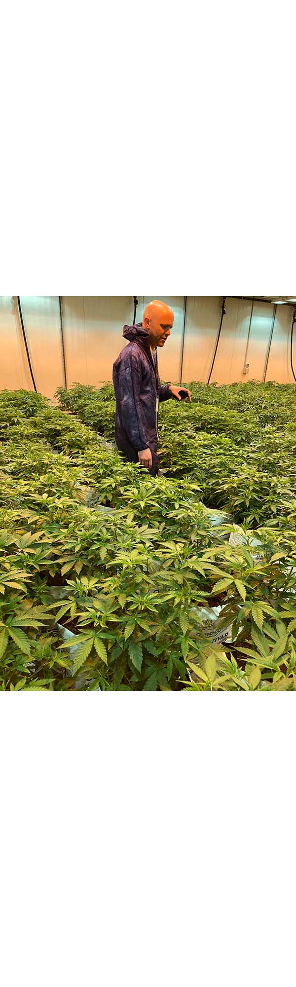 Matt Harrison, head of cultivation at TILT Holdings, checks the grow room, which holds more than 300 plants.