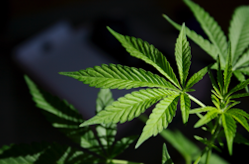 Cannabis