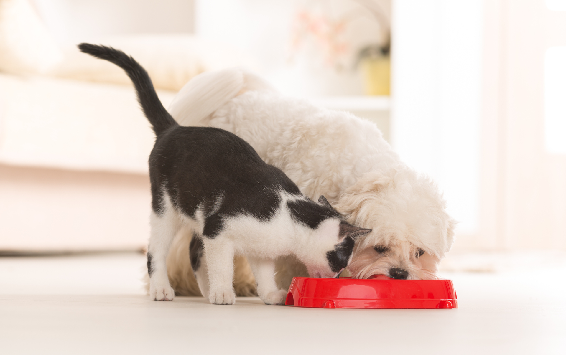 According to PMMI Business Intelligence, a move to smaller dogs is driving a change to smaller packaging formats.