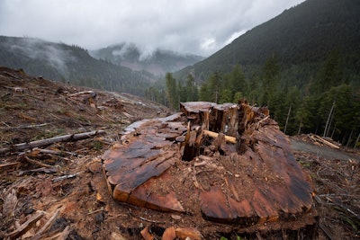 According to Canopy, 3 billion trees, many of which are from the world’s oldest, most carbon- and biodiversity-rich forests, are cut down every year to meet the global demand for paper packaging. Credit: TJ Watt, Caycuse Watershed, April 2021