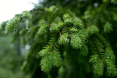Forest Services Nature 149 Web