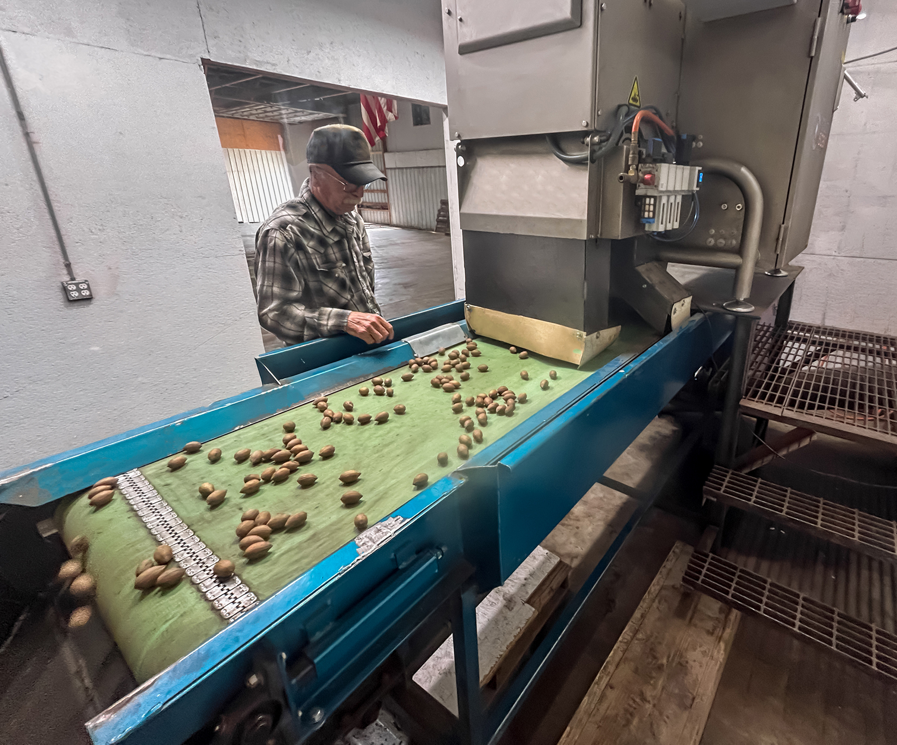 Worker monitoring nut sorting on blue industrial conveyor belt in agricultural processing facility